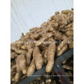 Wholesale Organic Dry Ginger